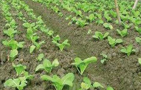 秋白菜苗期该怎么管理 秋白菜种植技术及管理