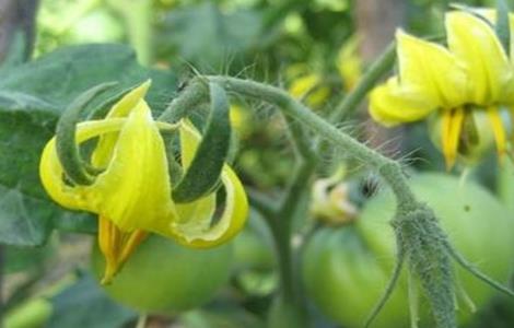 西红柿花梗黄化是什么原因 西红柿花未开先黄化是什么回事