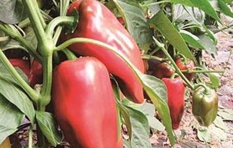 如何促进甜椒越冬高产 甜椒的栽培技术