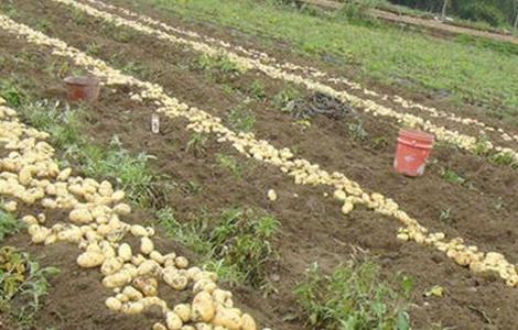 土豆种植产量不高该怎么办呀 土豆种植产量不高该怎么办