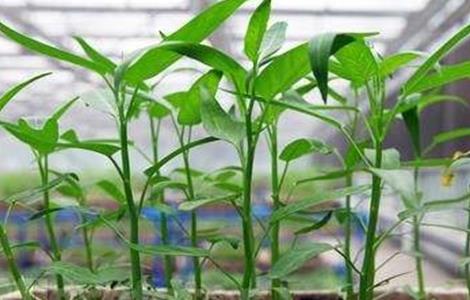 空心菜催芽的种植空心菜催芽方法 空心菜的催芽方法
