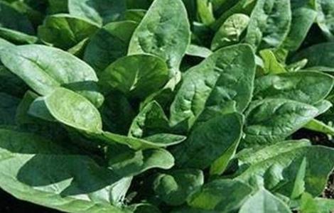 菠菜生长期需要的肥料 菠菜的需肥特性