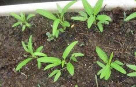 空心菜种子播种前处理方法是 空心菜种子播种前处理方法