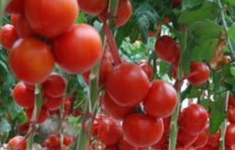 春季西红柿如何管理 秋季西红柿管理要点