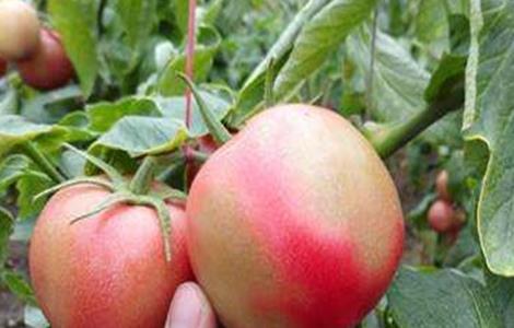 西红柿出现僵果现象怎么办 西红柿僵果的原因及防治措施