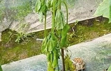 黄瓜育苗为何容易出现高脚苗 黄瓜出现高脚苗原因及防治方法
