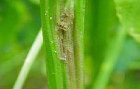 芹菜 粗纤维 芹菜叶柄粗纤维增多原因及防止措施