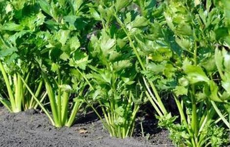 芹菜冬季种植技术 芹菜冬天怎么种植