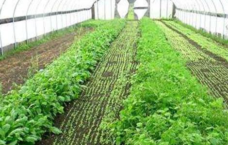 冬季大棚蔬菜冲肥注意事项有哪些 冬季大棚蔬菜冲肥注意事项