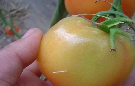 西红柿的酱油果病害是什么原因 西红柿酱油果原因及预防措施