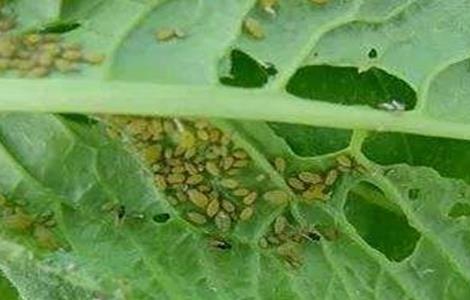 蔬菜蚜虫无公害防治技术 蔬菜蚜虫无公害防治技术规范