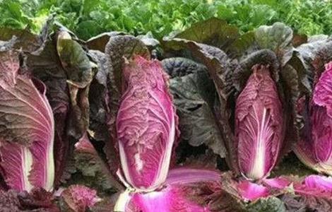 紫白菜怎么种植 紫白菜怎么种植方法