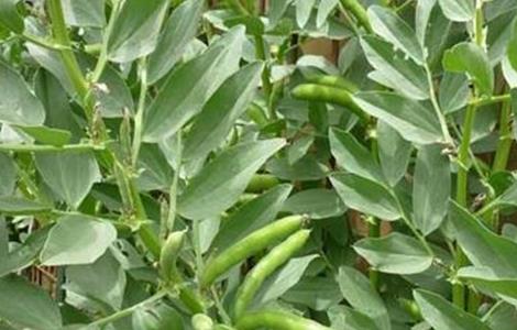 蚕豆种植如何增产 蚕豆怎么种才能高产