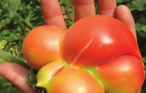 西红柿畸形果原因及解决方法 西红柿畸形果的原因