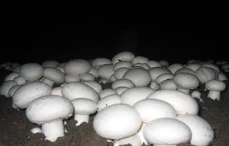 双孢菇冬季管理技术 冬季双孢菇栽培技术