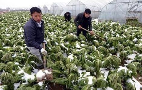 蔬菜低温防冻技术 冬季蔬菜如何防冻