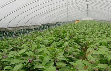 冬季大棚茄子定植后管理技术 大棚茄子定植以后的管理