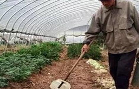 大棚蔬菜栽培施肥管理应当注意哪些问题 冬季大棚蔬菜施肥注意事项