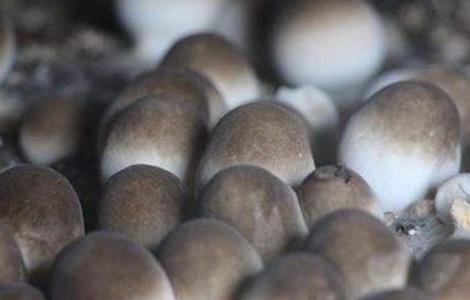 草菇的栽培管理技术 草菇的栽培管理技术与管理