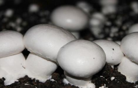 双孢菇春菇如何管理 双孢菇出菇期的管理要点