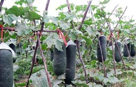 黑皮冬瓜的种植技术 黑皮冬瓜的栽培技术