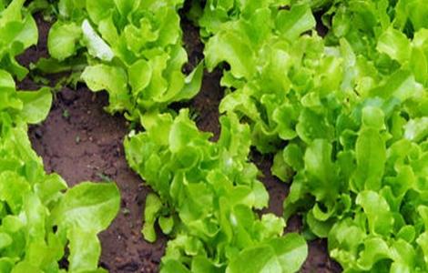 生菜露地栽培技术要点 露天生菜种植技术与管理