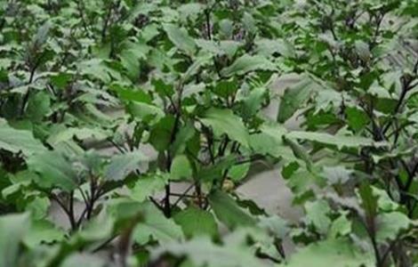 茄子苗期管理技术 茄子苗期的管理