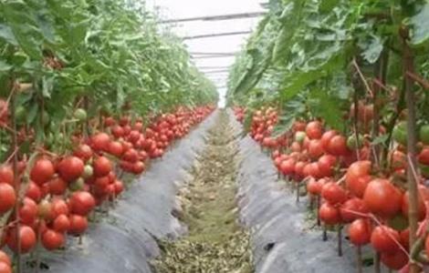 番茄与豆角的套种方案 番茄套种豆角种植技术