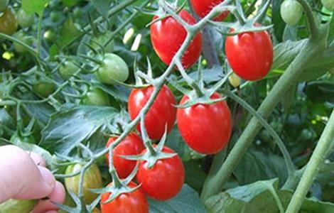 番茄套种注意事项 番茄地里可以套种什么蔬菜