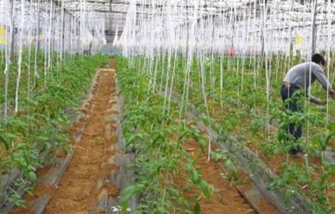 番茄种植的水肥管理 番茄种植土肥水管理技术