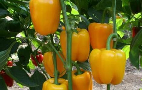 甜椒种植管理技术 甜椒种植管理技术要点