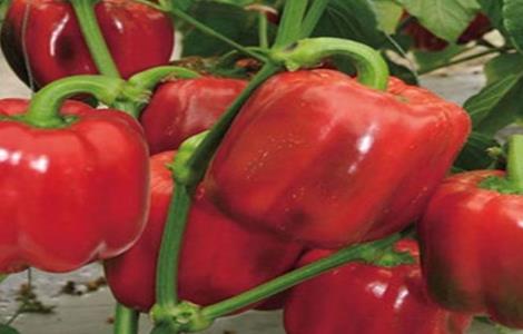 甜椒种植如何冲肥 给甜椒施肥需要注意什么