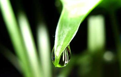 滴水观音是什么植物