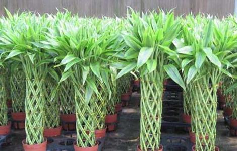 富贵竹扦插繁殖方法