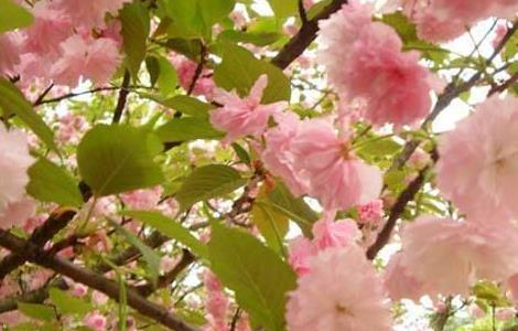 樱花树栽培几年开花 栽的樱花树苗几年开花