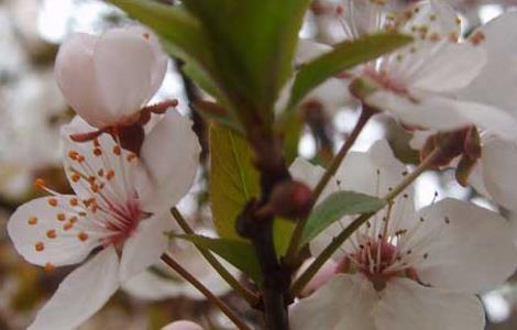 樱花树扦插技术 樱花的扦插技术