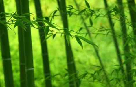 竹子的象征意义