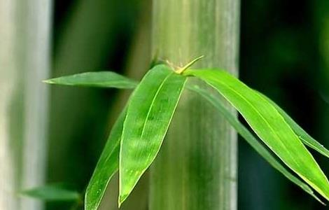 竹子的精神品质 竹子的精神品质象征意义