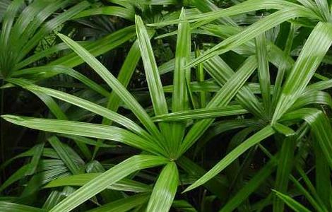 棕竹的养殖方法 棕竹的养殖方法如何过冬