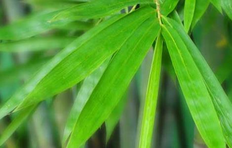 毛竹是什么植物 毛竹是什么植物的种子