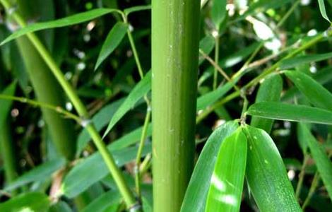 竹子有什么用途 竹子有多少种品种