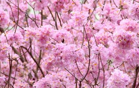 红花风铃木栽培技术