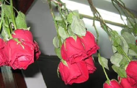 玫瑰干花制作方法 多头玫瑰干花制作方法