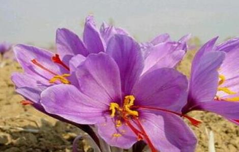 藏红花简介及产地分布 藏红花的主产地在哪里