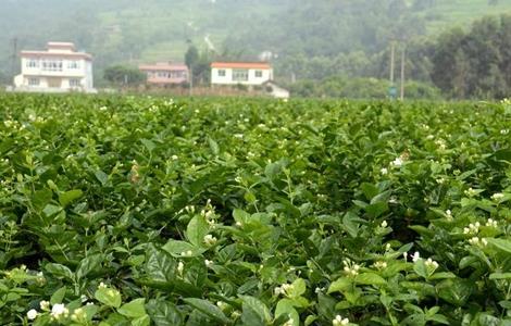 茉莉花 种植 注意事项