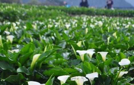 海芋 繁殖方法