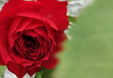 传奇红玫瑰的花语，玫瑰的花语是什么意思