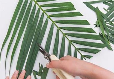 散尾葵怎么用于插花，插花怎么修剪 散尾葵怎么修剪枝条