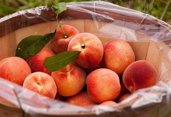 吃熟桃子的功效与作用 吃熟桃子的功效与作用及禁忌