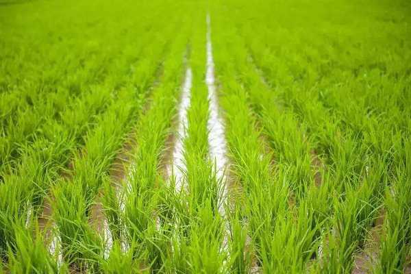 水稻秧苗怎么培育,水稻的生长过程视频 水稻秧苗怎么培育，水稻的生长过程